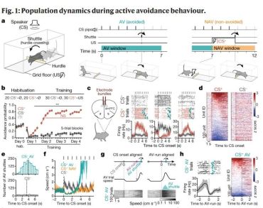 Herry's team in Nature - Dynamical prefrontal population coding during defensive behaviours