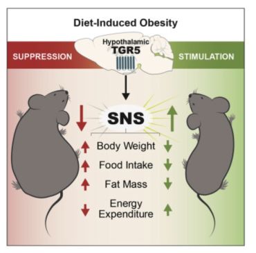 Cota's team in Cell Metabolism - Hypothalamic bile acid-TGR5 signaling protects from obesity